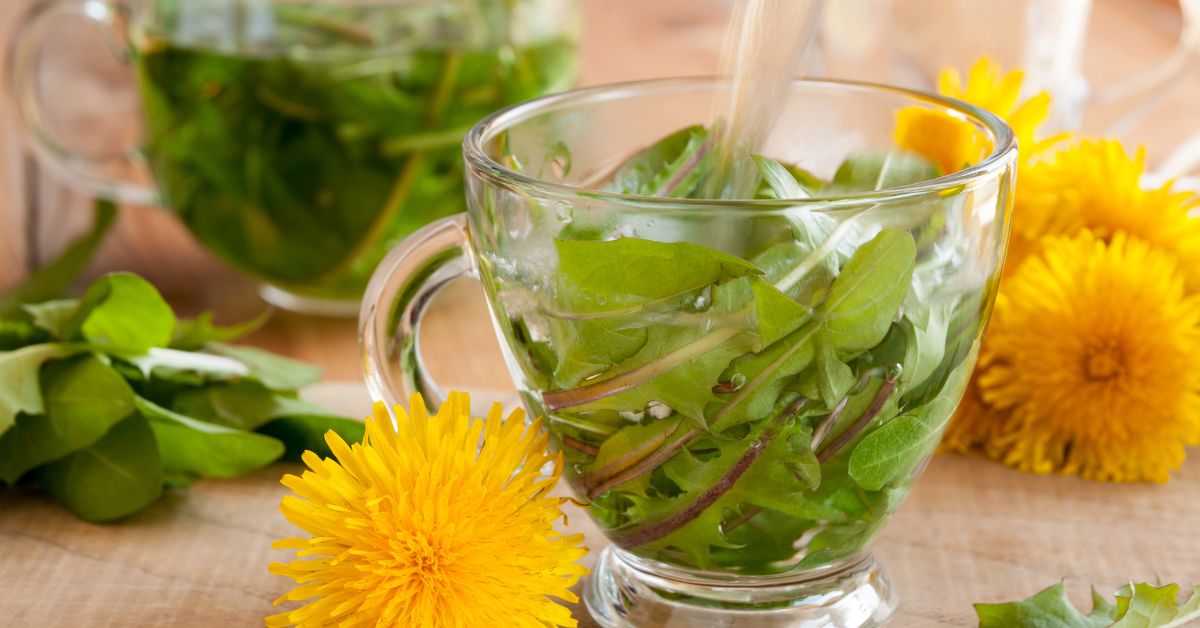 Benefícios do Dente-de-leão (Taraxacum officinale) e Usos na Saúde e Alimentação