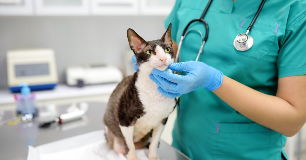 Desparasitar o Gato: Um Cuidado Essencial que Pode Surpreendê-lo!